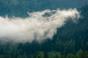 Wolken boven het bos in de Zgornje Jezersko vallei van Sjoerd van der Wal Fotografie
