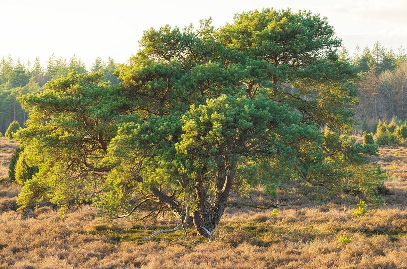 Echtenerzand - Ruinen - Drenthe (Niederlande) von Marcel Kerdijk