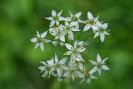 Witte knoflookbieslook op groen 3 van Iris Holzer Richardson