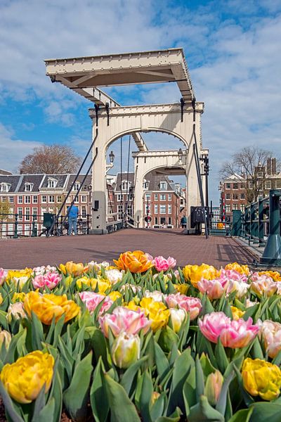 Flowering tulips at the Skinny Bridge in Amsterdam by Eye on You