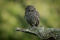 Little owl on a beautiful tree stump, looking straight into lens