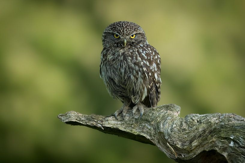 Petit hibou sur une belle souche d'arbre, regardant droit dans l'objectif par Marco Hoogma