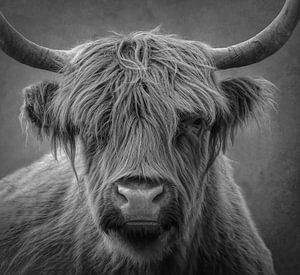 Schotse Hooglander, portret in zwart-wit van Marjolein van Middelkoop