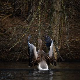 Taigarit Gans von eric joosten