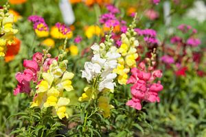 Bunte Löwenmäulchen (Antirrhinum) , Deutschland