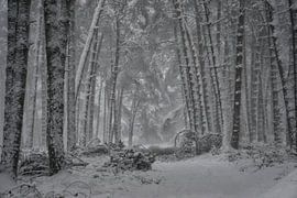 Winter in der Veluwe