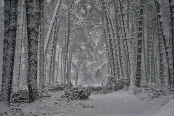 Winter in the Veluwe by ELGER VERMEER