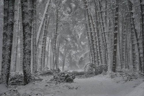 Winter in der Veluwe von ELGER VERMEER