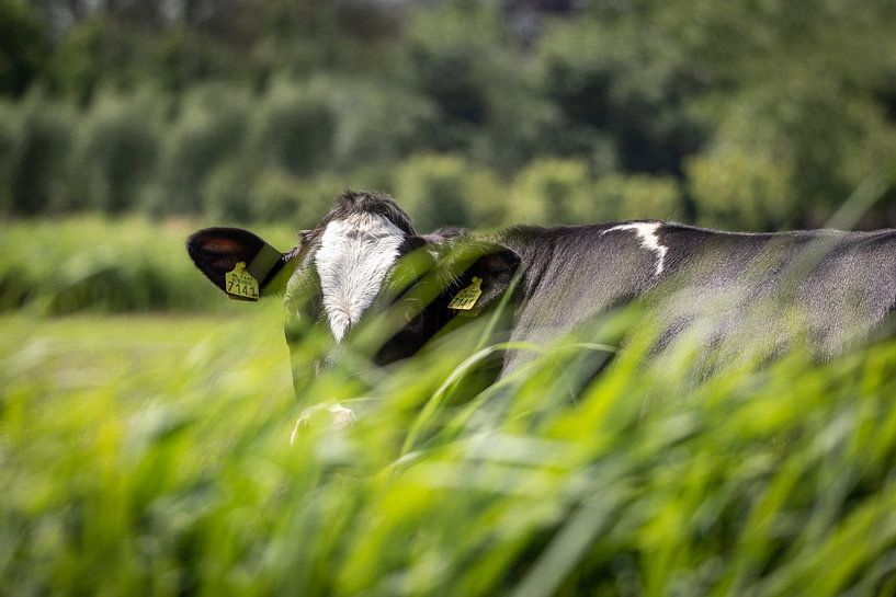 Hollandse koe verscholen in het gras van Jan van Dasler