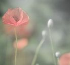 Weiche rote Mohnblume von Minie Drost Miniaturansicht