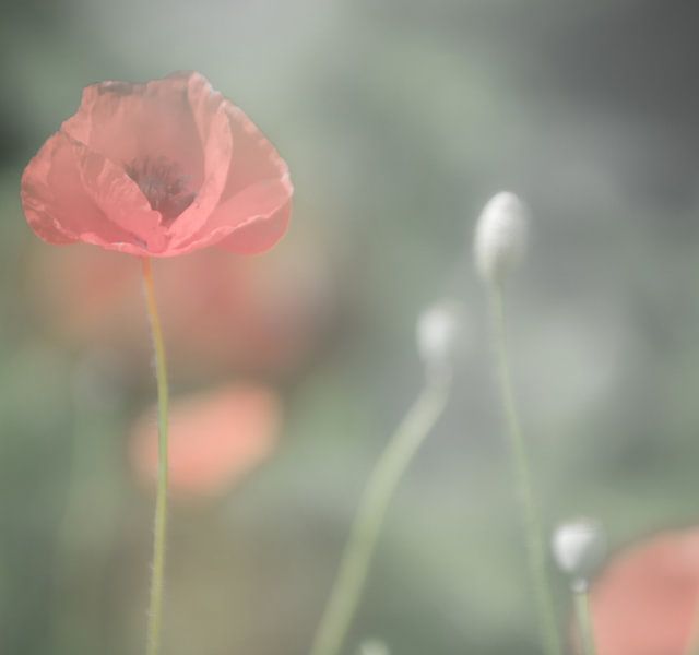 Weiche rote Mohnblume von Minie Drost