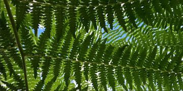 Green Shadow by Laurence Calmus