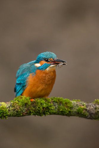 IJsvogel gefotografeerd in het Gooi