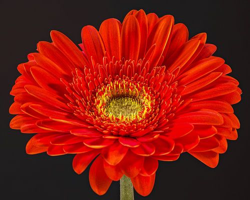 Gerbera