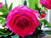 roze roos von Marleen De Wandeleer Miniaturansicht