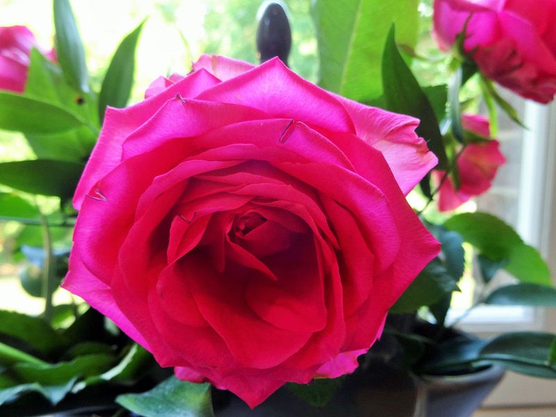 roze roos von Marleen De Wandeleer
