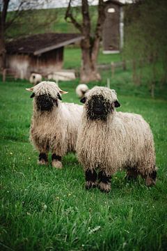 Walliser zwartneus schaap in kleur van Leo Schindzielorz