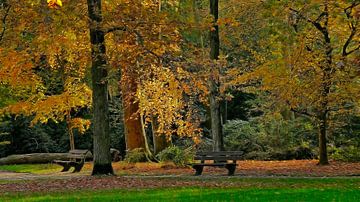 Un jour d'automne ensoleillé sur Carla van Zomeren