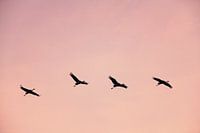 Kraanvogels vliegend in een zonsondergang tijdens de herfst