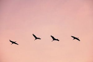 Kranichvögel oder Kraniche, die im Herbst in einen Sonnenuntergang fliegen