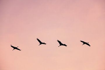 Grues blanches ou grues cendrées volant dans un coucher de soleil à l'automne. sur Sjoerd van der Wal Photographie
