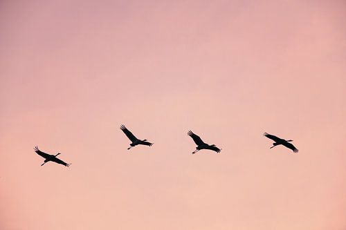 Kraanvogels vliegend in een zonsondergang tijdens de herfst
