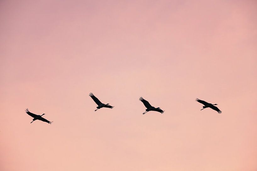 Kranichvögel oder Kraniche, die im Herbst in einen Sonnenuntergang fliegen von Sjoerd van der Wal Fotografie