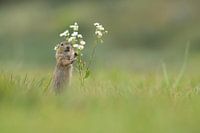 Gopher cub