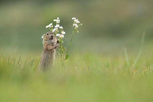 Gopher cub
