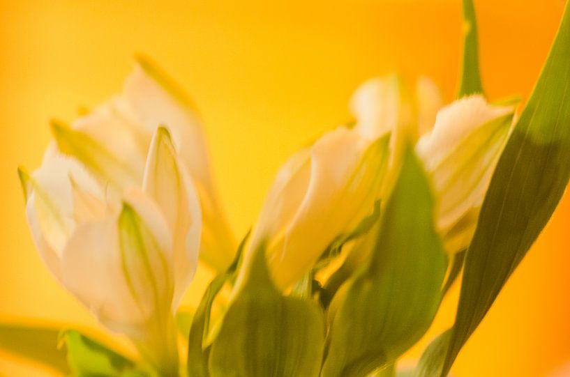 bloem van Aimé de Clercq