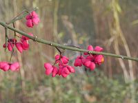 Kardinaalsmuts oftewel euonymus ( heester)