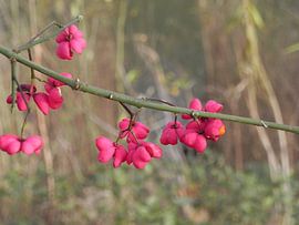 Kardinaalsmuts oftewel euonymus ( heester) by Ingrid Van Maurik