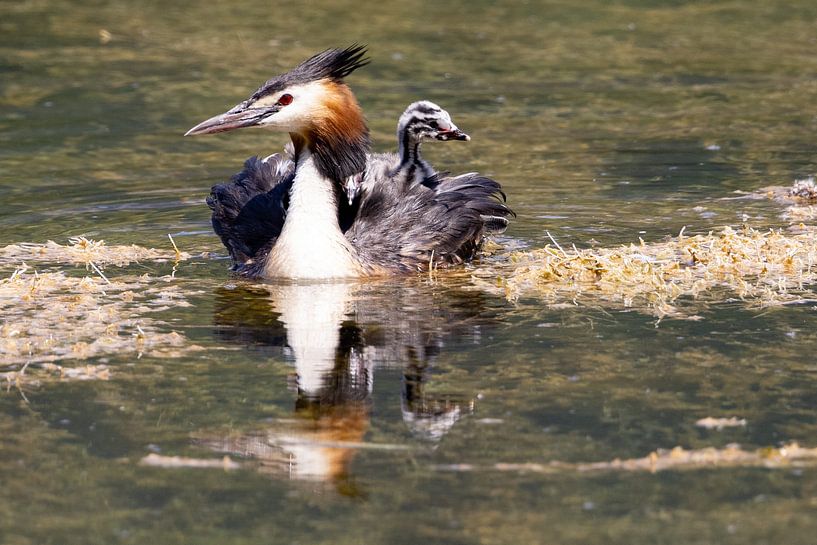 Haubentaucher am Isarstausee von Andreas Müller