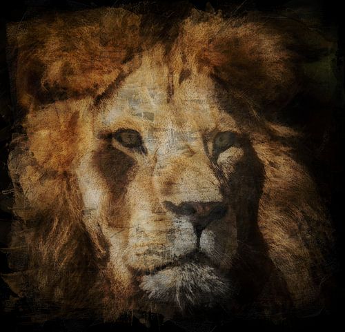 Portret van een wilde leeuw, de koning der dieren