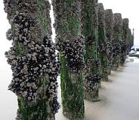 Wellenbrecher entlang der Küste von Zeeland #1