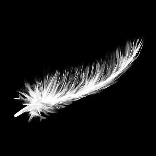 Zwart canvas - witte donsveer