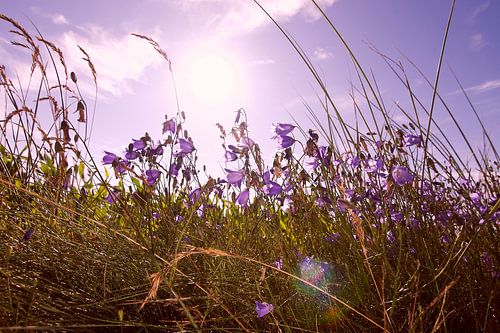 Sommerwiese