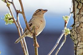 Sparrow by Niels Jansen