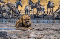 Lion in Namibia, Africa by Patrick Groß thumbnail