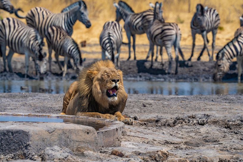 Lion in Namibia, Africa by Patrick Groß