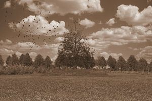 Bäume in Sepia