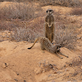 Deux suricates à l'état sauvage en Afrique du Sud