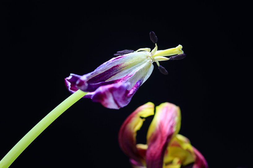 Ephemerality by Thomas Jäger