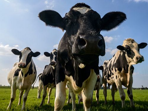 Cows in a field by Sjoerd van der Wal Photography