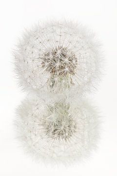Reflectie van een pluizenbol van Marjolijn van den Berg