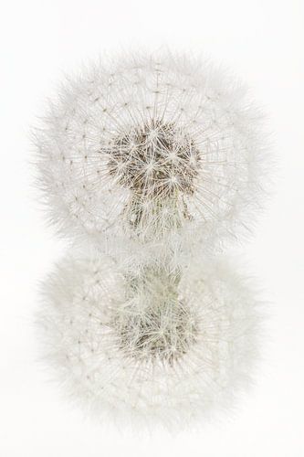 Réflexion d'une peluche