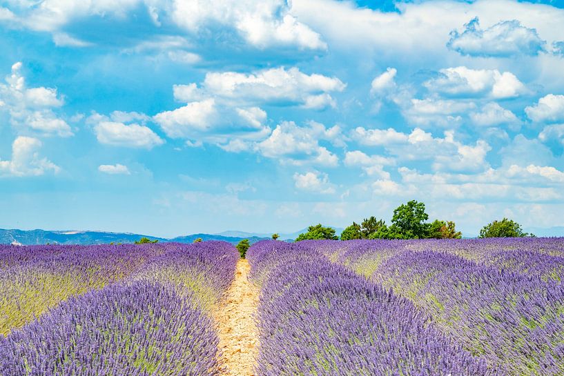 Lavender blossoming in the Provence during a summer day by Sjoerd van der Wal Photography