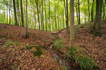 In het bos in Brakel tijdens de Herfst periode. van Marcel Derweduwen