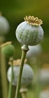Papaver peulen