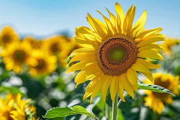 Levendige zonnebloemen tegen een helderblauwe lucht van De Muurdecoratie